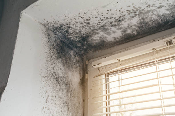 Affordable Mold Cleanup solutions in McLean, TX